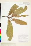 ئW:Lithocarpus castanopsisifolius ( Hayata ) Hayata