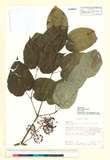 ئW:Aralia cordata Thunb. subsp. taiwaniana (Y. C. Liu & F. Y. L