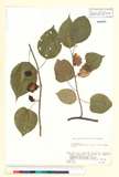 ئW:Actinidia polygama (Siebold & Zucc.) Planch. ex Maxim.