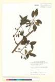 ئW:Actinidia callosa Lindl. var. discolor C.F. Liang