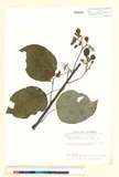 中文種名:闊葉獼猴桃