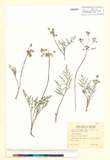 ئW:Lomatium nevadense (S. Watson) J. M. Coult. & Rose