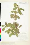 ئW:Cudrania cochinchinensis (Lour.) Kudo & Masam. var. gerontog