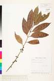 ئW:Diplospora dubia (Lindl.) Masam.