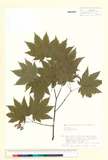 中文種名:團扇槭