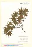ئW:Acer palmatum Thunb. subsp. matsumurae Koidz.