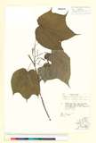 ئW:Alangium platanifolium (Siebold & Zucc.) Harms var. trilobum