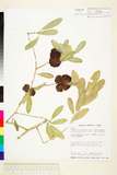 ئW:Cudrania cochinchinensis (Lour.) Kudo & Masam. var. gerontog