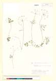 ئW:Pternopetalum trichomanifolium (Franch.) Hand.-Mazz.