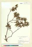 中文種名:Acer amoenum Carri?re