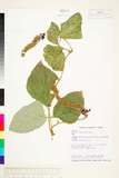 ئW:Pueraria lobata (Willd.) Ohwi