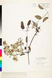 ئW:Clematis uncinata Champ. ex Benth. var. ovalifolia (Ito ex M