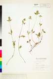 ئW:Prunella vulgaris L.