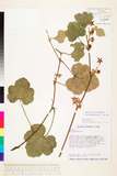 ئW:Rubus pseudo-sieboldii Makino