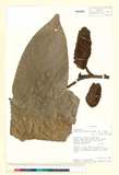 ئW:Raimondia cherimolioides (Triana & Planch.) R. E. Fr.