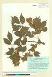 ئW:Acer cissifolium (Siebold & Zucc.) K. Koch