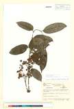 中文種名:Toxicodendron striatum (Ruiz & Pav.) Kuntze