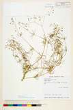 ǦW:Spergula arvensis L.