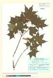 ئW:Acer mono subsp. glaucum (Koidz.) Kitam.