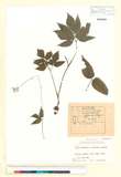 ئW:Spuriopimpinella calycina (Maxim.) Kitag.