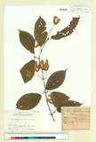 ئW:Acer carpinifolium Siebold & Zucc.