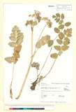 ئW:Gingidia montana (J. R. Forst. & G. Forst.) J. W. Dawson