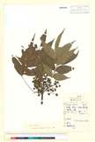 ئW:Toxicodendron succedaneum (L.) Kuntze