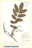 ئW:Toxicodendron sylvestre (Siebold & Zucc.) Kuntze