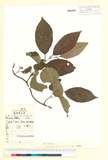 ئW:Actinidia callosa Lindl. var. discolor C.F. Liang