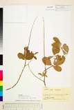 ئW:Crotalaria pallida Ait.