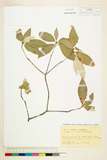 中文種名:Croton cumingii Muell. Arg.
