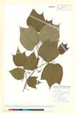 ئW:Alangium platanifolium var. macrophyllum (Siebold & Zucc.) W