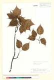 ئW:Acer morifolium Koidzumi