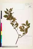 ئW:Eurya japonica Thunb. var. parviflora (Gard.) Thwaites