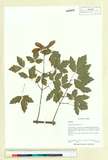 ئW:Acer griseum (Franch.) Pax