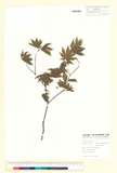 ئW:Acer palmatum Thunb.