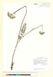 ئW:Ligusticum thomsonii C.B. Clarke var. thomsonii