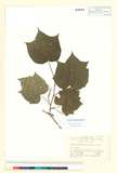 ئW:Alangium platanifolium (Siebold & Zucc.) Harms