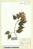 ئW:Acer tetramerum var. haopingense W.P. Fang