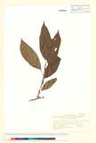 ئW:Actinidia carnosifolia C. Y. Wu var. glaucescens C.F. Liang