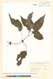 中文種名:Paraphlomis javanica (Blume) Prain var. coronata (Vaniot) C.