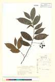 ئW:Miliusa sinensis Finet & Gagnep.