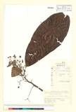 ئW:Saurauia thyrsiflora C.F. Liang & Y.S. Wang