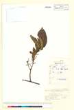 ئW:Actinidia callosa Lindl. var. strigillosa C.F. Liang