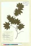 ئW:Acer pseudosieboldianum (Pax) Kom.