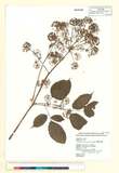 ئW:Aralia cordata Thunb. subsp. taiwaniana (Y. C. Liu & F. Y. L