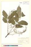 ئW:Toxicodendron succedaneum (L.) Kuntze