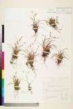 ئW:Carex capillaris L. subsp. chlorostachys (Steven) ?. L?ve, D