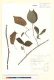 ئW:Actinidia kolomikta (Maxim. & Rupr.) Maxim.