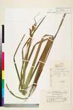 ئW:Carex huanjiangensis S. Y. Liang